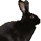 bunny