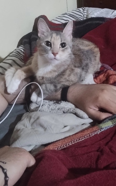 My amazing cat